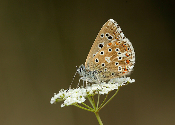 Adonis Blue Polyommatus bellargus