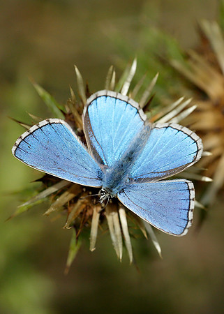 Adonis Blue Polyommatus bellargus