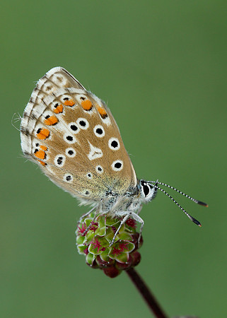 Adonis Blue Polyommatus bellargus