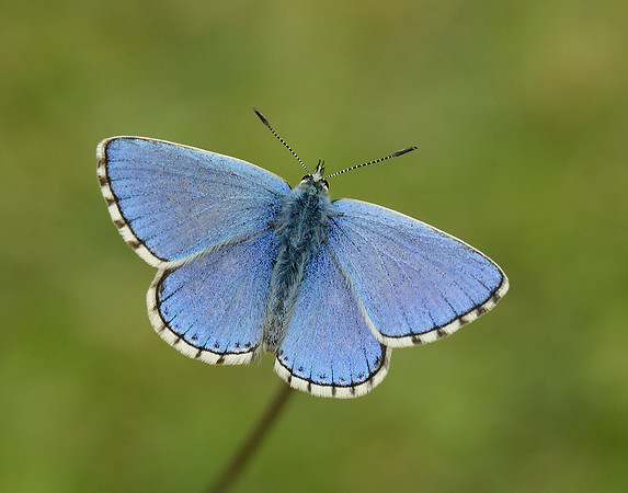 Adonis Blue Polyommatus bellargus