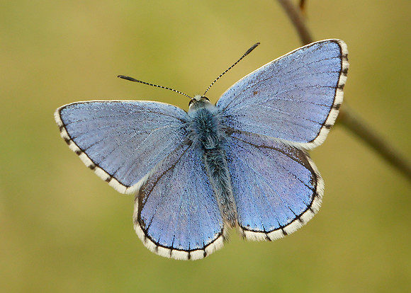 Adonis Blue Polyommatus bellargus