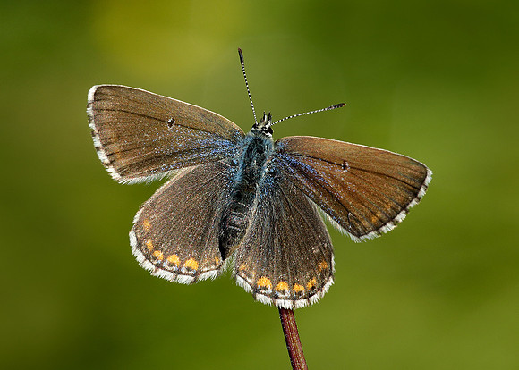 Adonis Blue Polyommatus bellargus