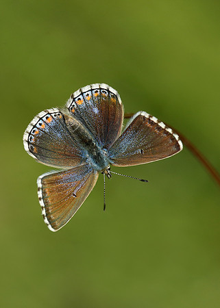 Adonis Blue Polyommatus bellargus