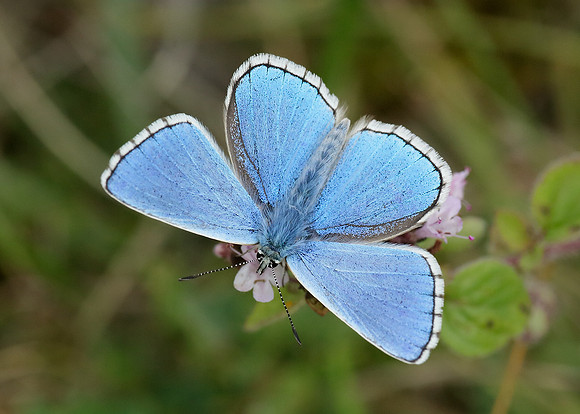 Adonis Blue Polyommatus bellargus