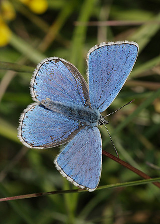 Adonis Blue Polyommatus bellargus