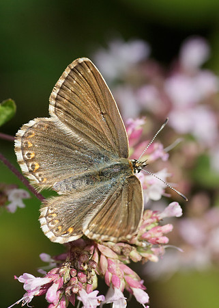 Adonis Blue Polyommatus bellargus