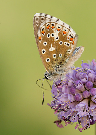 Adonis Blue Polyommatus bellargus