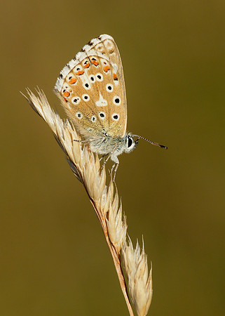 Adonis Blue Polyommatus bellargus