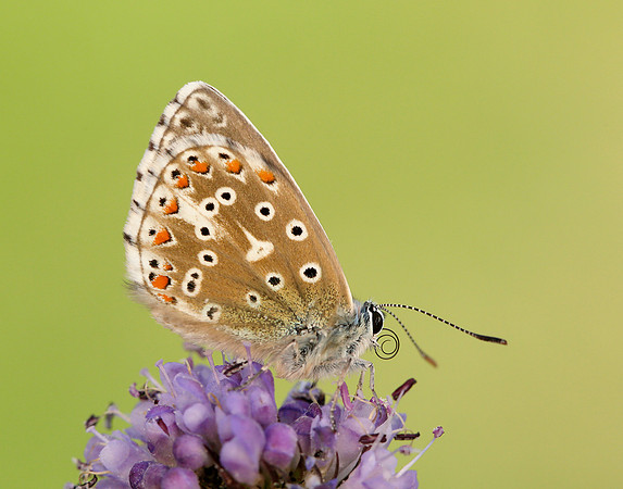 Adonis Blue Polyommatus bellargus