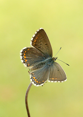 Adonis Blue Polyommatus bellargus