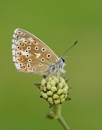 Adonis Blue Polyommatus bellargus