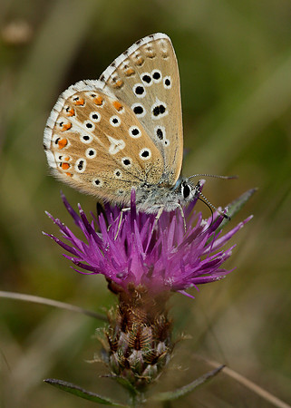 Adonis Blue Polyommatus bellargus