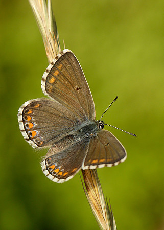 Adonis Blue Polyommatus bellargus