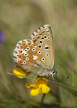 Adonis Blue Polyommatus bellargus