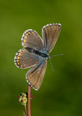 Adonis Blue Polyommatus bellargus