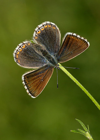 Adonis Blue Polyommatus bellargus