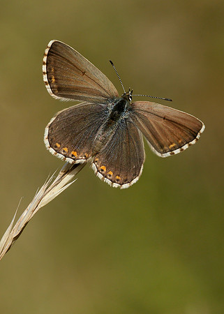 Adonis Blue Polyommatus bellargus
