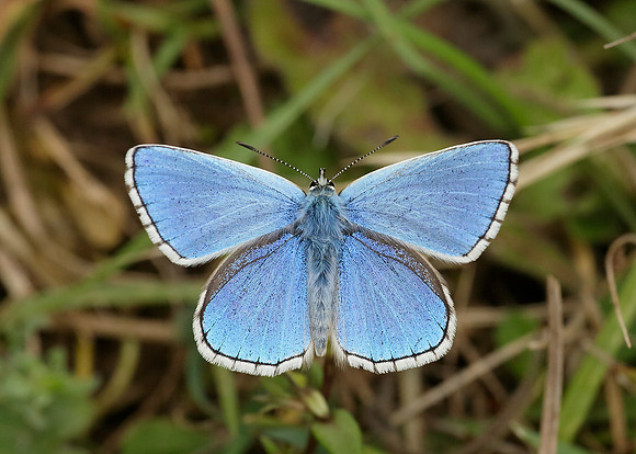 Adonis Blue Polyommatus bellargus