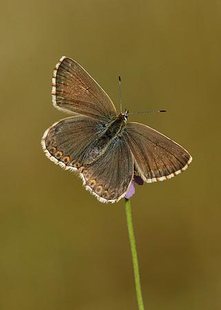 Adonis Blue Polyommatus bellargus