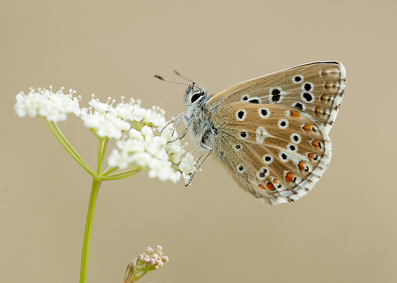 Adonis Blue Polyommatus bellargus