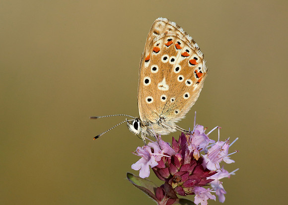 Adonis Blue Polyommatus bellargus