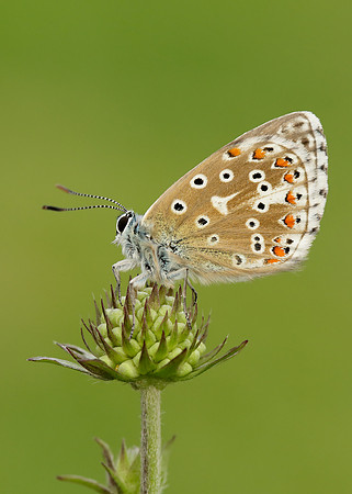 Adonis Blue Polyommatus bellargus