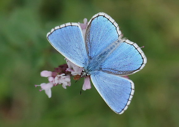 Adonis Blue Polyommatus bellargus