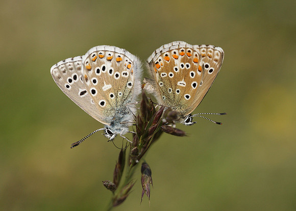 Adonis Blue Polyommatus bellargus
