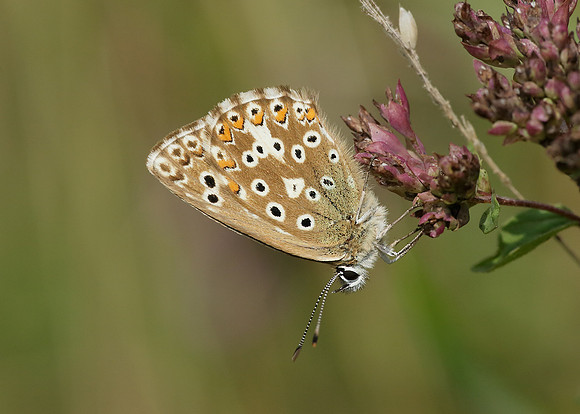 Adonis Blue Polyommatus bellargus