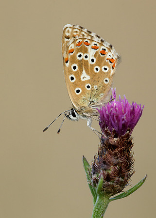 Adonis Blue Polyommatus bellargus