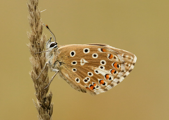 Adonis Blue Polyommatus bellargus