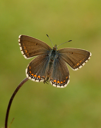 Adonis Blue Polyommatus bellargus