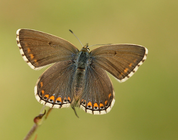 Adonis Blue Polyommatus bellargus