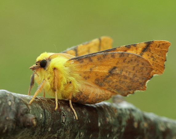 70.234 BF1913 Canary-shouldered Thorn Ennomos alniaria