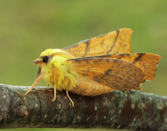 70.234 BF1913 Canary-shouldered Thorn Ennomos alniaria