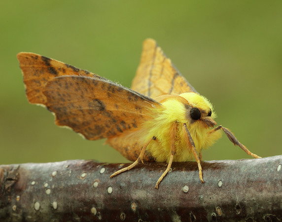 70.234 BF1913 Canary-shouldered Thorn Ennomos alniaria