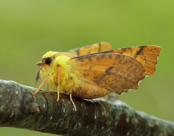 70.234 BF1913 Canary-shouldered Thorn Ennomos alniaria