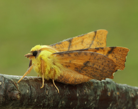 70.234 BF1913 Canary-shouldered Thorn Ennomos alniaria