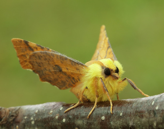 70.234 BF1913 Canary-shouldered Thorn Ennomos alniaria