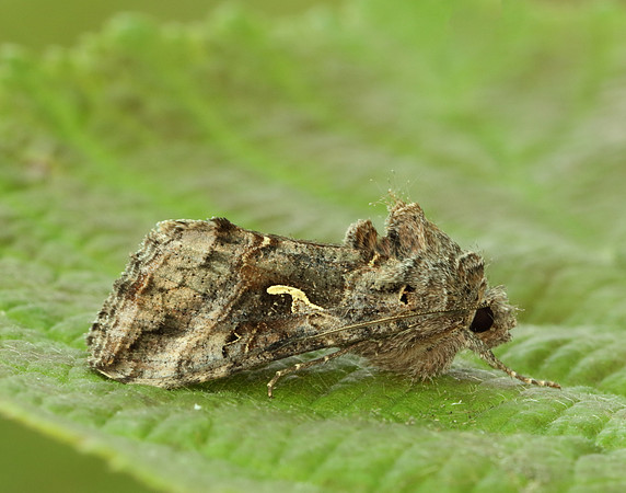73.015 BF2441 Silver Y Autographa gamma