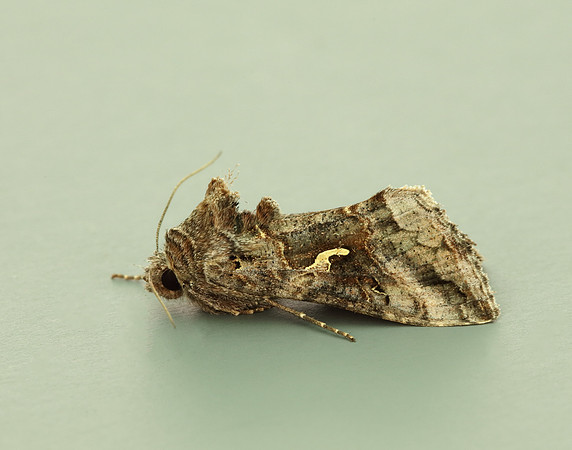 73.015 BF2441 Silver Y Autographa gamma