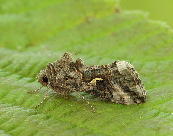 73.015 BF2441 Silver Y Autographa gamma