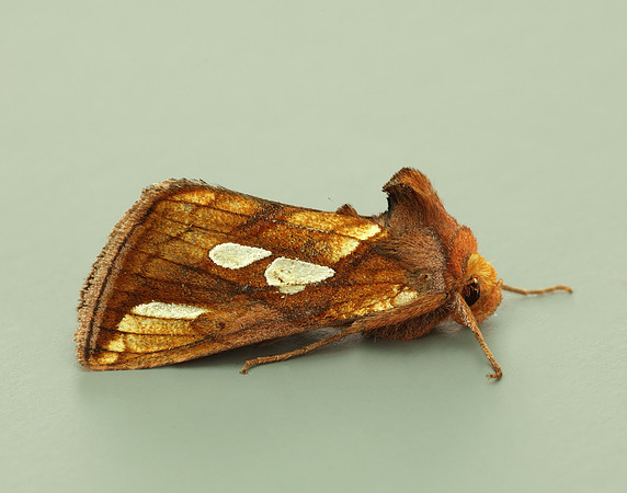 73.022 BF2439 Gold Spot Plusia festucae