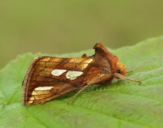 73.022 BF2439 Gold Spot Plusia festucae