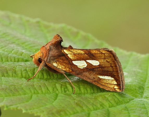 73.022 BF2439 Gold Spot Plusia festucae