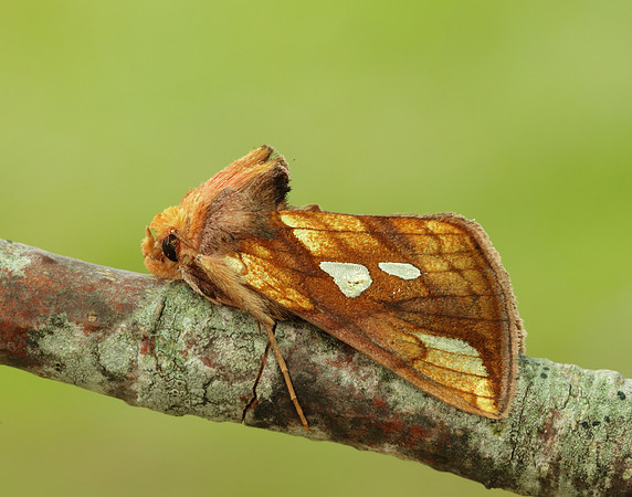 73.022 BF2439 Gold Spot Plusia festucae