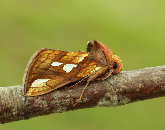 73.022 BF2439 Gold Spot Plusia festucae