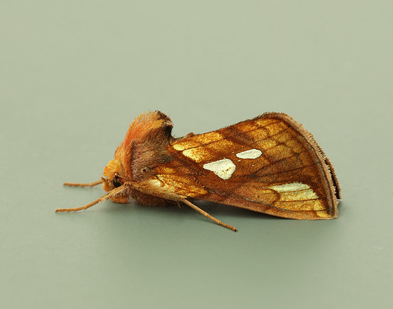 73.022 BF2439 Gold Spot Plusia festucae
