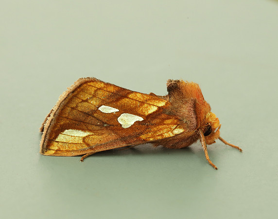 73.022 BF2439 Gold Spot Plusia festucae