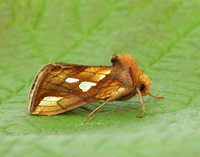 73.022 BF2439 Gold Spot Plusia festucae